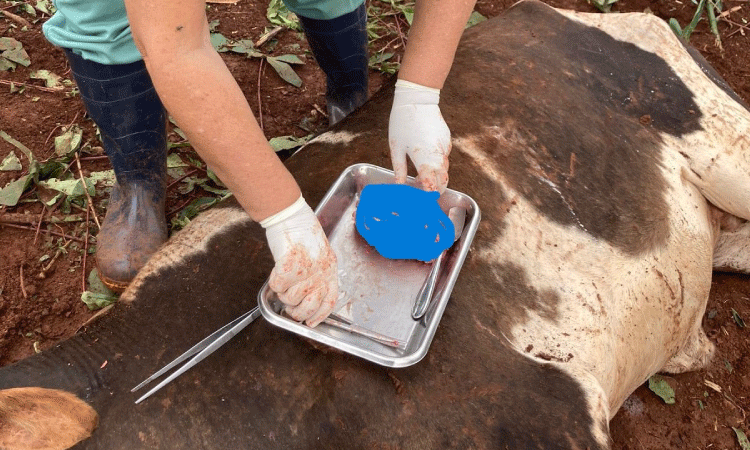 Adapar confirma segundo caso de raiva bovina em Três Barras do Paraná e faz alerta à região