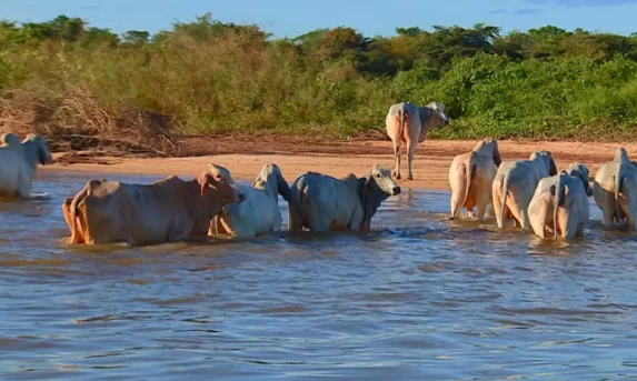 Alerta no setor: Brasil corre risco de perder mercado de carnes da União Europeia devido a exigências sanitárias