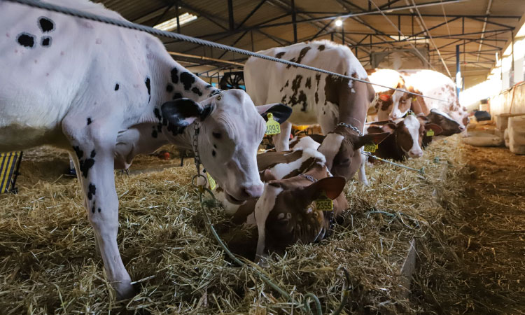 Atualização do rebanho de 2025 termina com 86,7% das propriedades cadastradas
