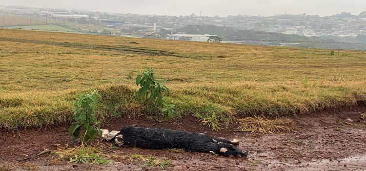 Bezerros mortos são jogados às margens de estrada rural próximo à BR-369 em Cascavel.