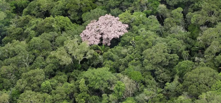 Brasil passa a fazer parte do Protocolo de Nagoia sobre biodiversidade