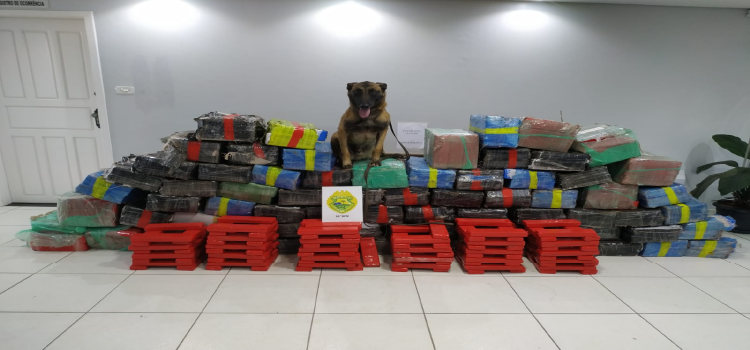 CANDÓI: Pelotão de Polícia de CHOQUE do 16º Batalhão de Polícia Militar, em ação conjunta com Agência Local de Inteligência da Unidade, apreenderam grande quantidade de 