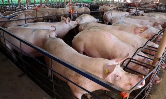 Carne suína do Paraná chega a 70 países; exportações têm 2º melhor 1º semestre da história.