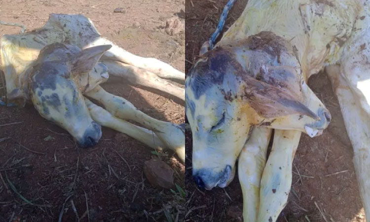 CATANDUVAS:  Bezerro com duas cabeças nasce em propriedade rural.