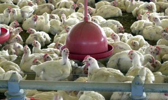 Chile e Arábia Saudita retiram restrições à carne de frango do Brasil