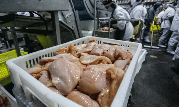 Com recordes, Paraná lidera aumento na produção de frangos e suínos em 2024