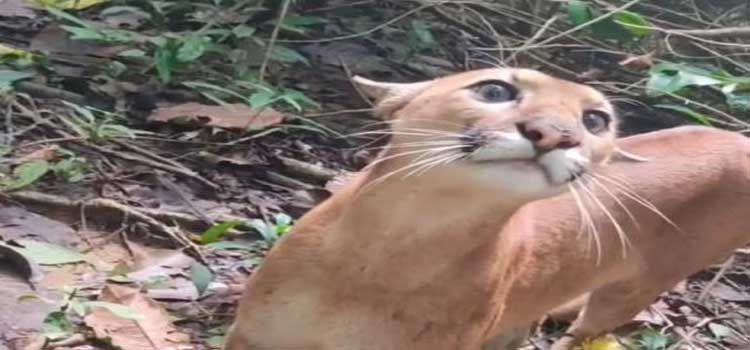 COTIDIANO: Onça-parda é encontrada no quintal de casa no Centro de Goioerê