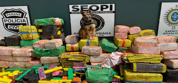 DESCAMINHO: PCPR faz sua maior apreensão de drogas no ano: 3,5 toneladas de maconha.