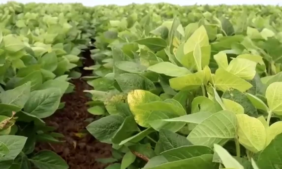 Em plena entressafra e com forte demanda chinesa, saca da soja atinge maior cotação do ano no Porto de Paranaguá