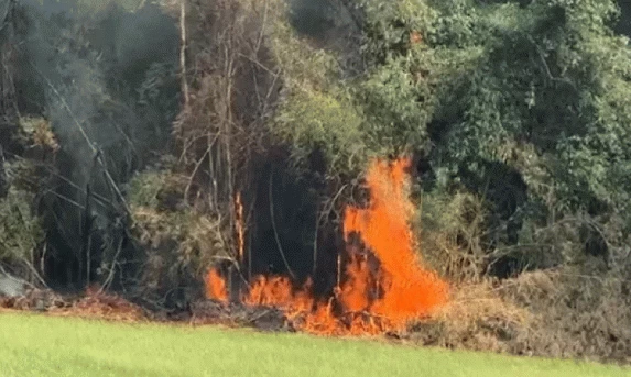 Fogo atinge área de mata na BR-277