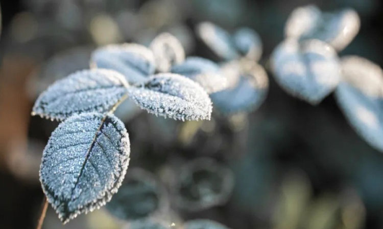 Frio intenso traz risco de geada negra no Paraná; mínimas podem chegar a -5°C