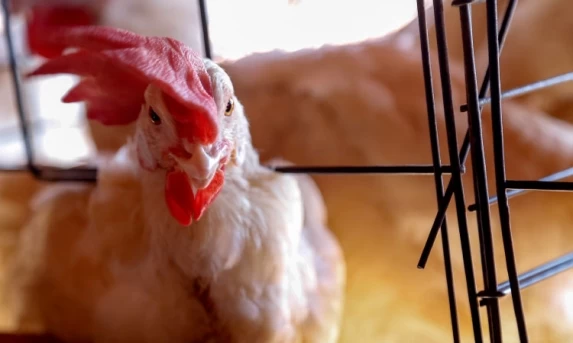 Governo federal suspende criação de aves ao ar livre sem tela de proteção superior