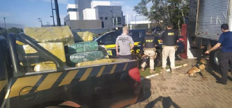 GUAÍRA: Ação Integrada da polícia resulta na apreensão de 921 Kg de maconha.