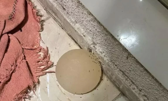 Homem é preso após arrancar prótese de silicone de companheira no DF.