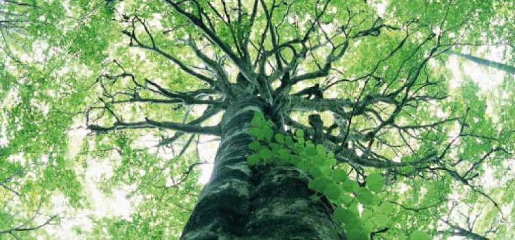 Mais de 25 mil espécies da flora só existem no Brasil, mostra estudo