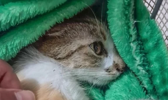 Mulher é presa em flagrante após arremessar gata do 12º andar em Curitiba