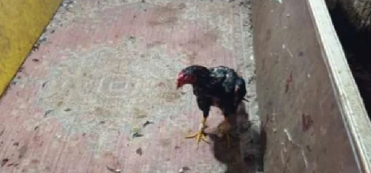 NOVA PRATA DO IGUAÇU: Organizador de rinha de galo é autuado em mais de R$ 12 mil