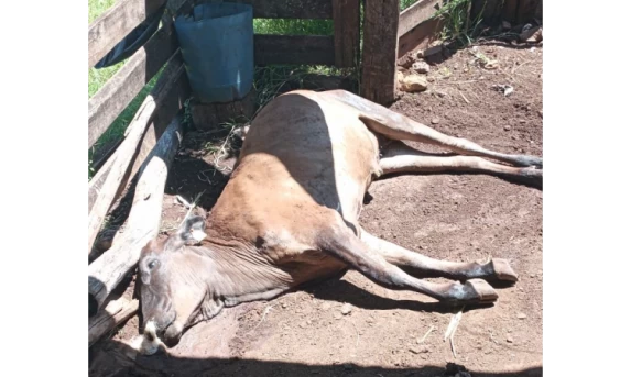 Novos casos de Raiva Bovina são confirmados em Três Barras do Paraná