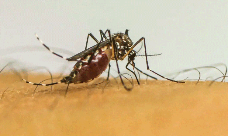 País tem 4 mortes confirmadas por dengue em 2025 e investiga mais 62