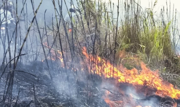 Paraná bate recorde de incêndios rurais