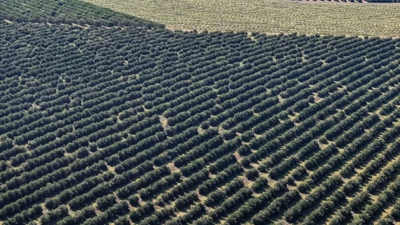 Paraná lidera investimentos na agricultura em 2025 com mais de R$ 730 milhões
