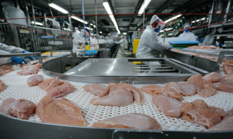 Paraná lidera mercado de frangos no 3º trimestre; cresce a produção de leite, ovos e suínos