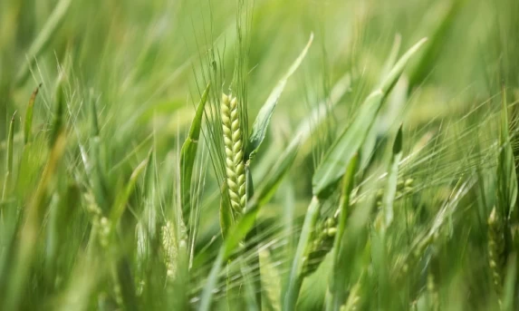 Paraná pode ter maior área de cevada da história e aumentar liderança nacional de produção