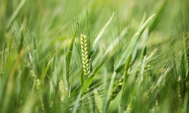 Paraná pode ter maior área de cevada da história e aumentar liderança nacional de produção