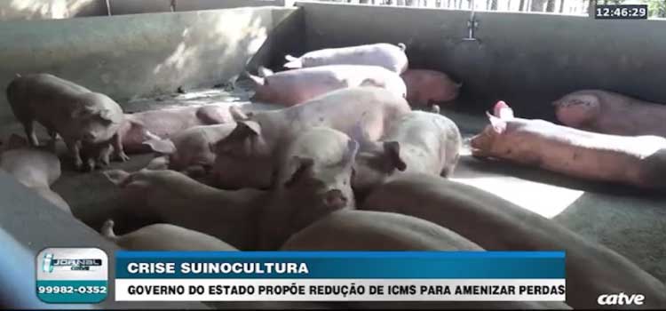 Paraná propõe redução do ICMS para amenizar perdas no setor da suinocultura.
