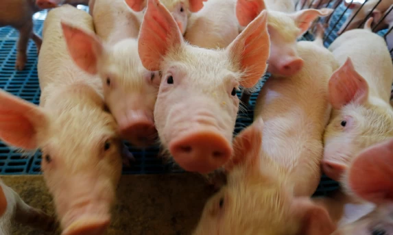 Paraná vai exportar carne suína para o Chile