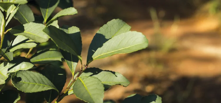 Pesquisadores elaboram dicionário das características sensoriais do chá-mate