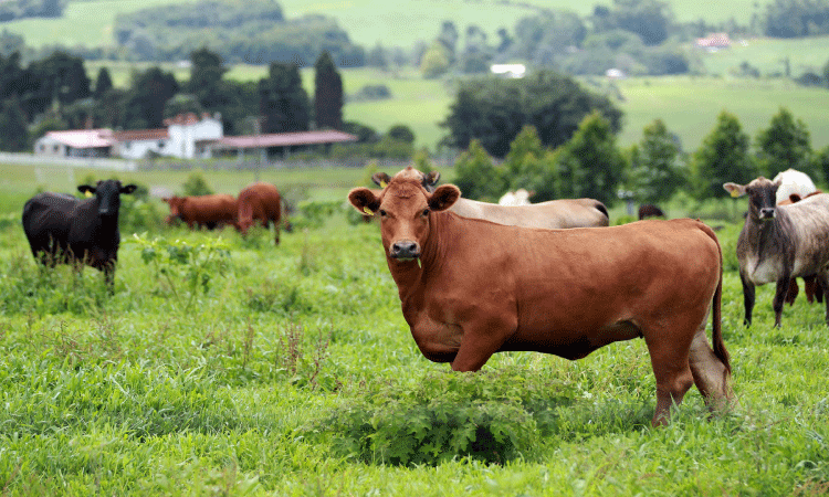 Plano de identificação de bovinos fortalecerá proteção do rebanho, avalia Adapar