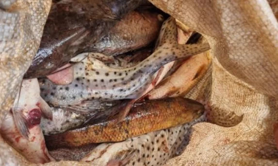 Polícia Ambiental detém homem por pesca ilegal em Três Barras do Paraná
