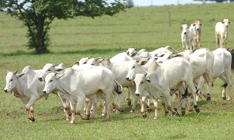 Prazo para atualização obrigatória de rebanhos no Estado começa em 1.º de maio