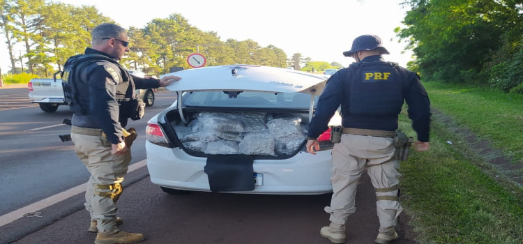 PRF prende jovem transportando skunk no Paraná.