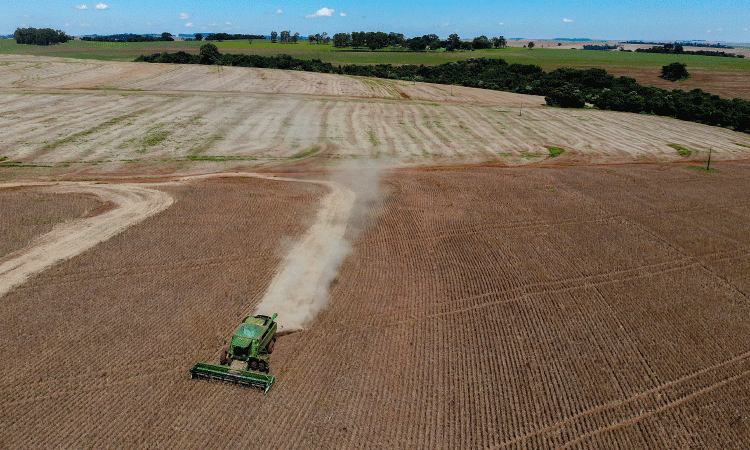 Primeira safra de feijão tem aumento de 55% de área plantada no Paraná