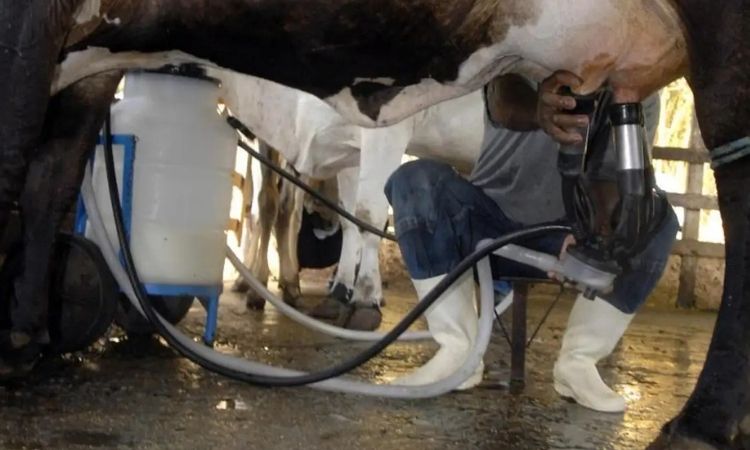Produção de leite bate recorde no Brasil, mesmo com redução no número de vacas ordenhadas