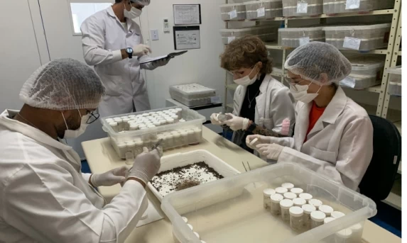 Produção de soro: unidade do Paraná recebe 2,5 mil aranhas para extração do veneno