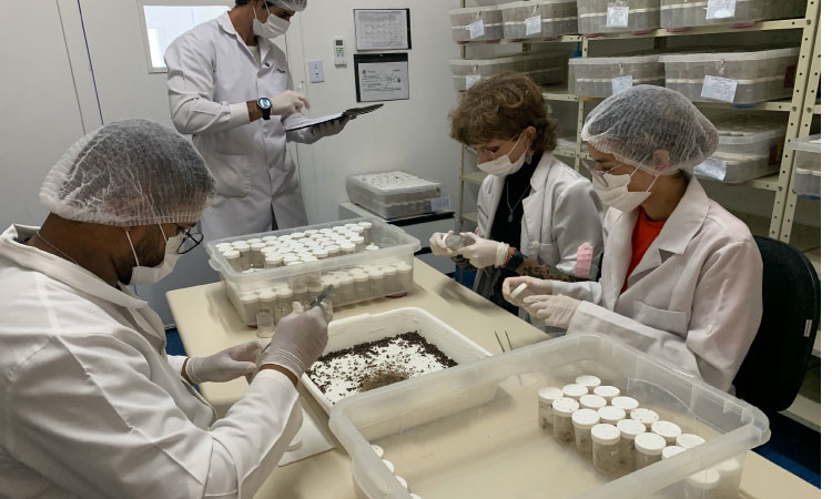 Produção de soro: unidade do Paraná recebe 2,5 mil aranhas para extração do veneno
