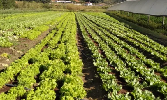 Produtores precisam redobrar cuidados com as plantações em dias mais frios.