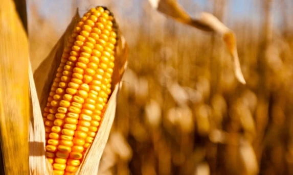 Safra de milho do Paraná deve ter a maior produtividade média da história em 2025