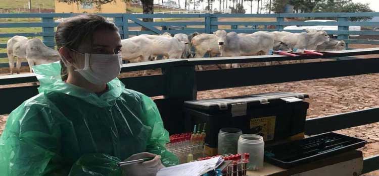 SAÚDE ANIMAL: Veterinários do setor privado devem se recadastrar na Adapar em novembro