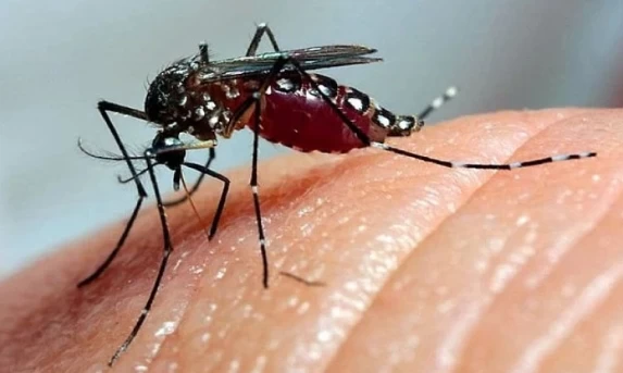 Saúde confirma dois óbitos e 1.785 novos casos de dengue no Paraná