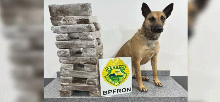 SEGURANÇA PÚLBLICA: Homem é detido com mais de 25 Kg de maconha em Corbélia.