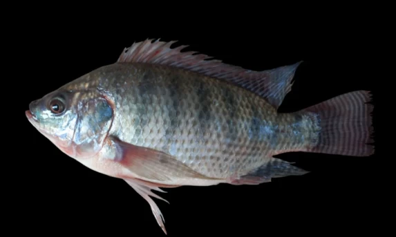 Semana Santa: Consumo de Peixe deve Registrar Crescimento de 30% neste Ano