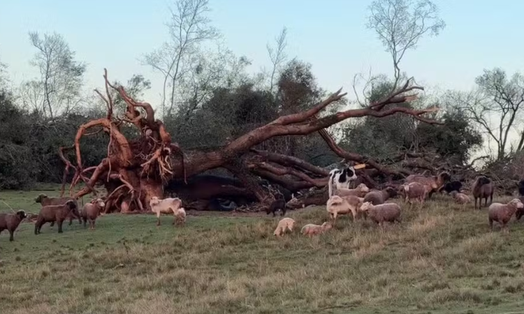 Tornado provocado por supercélula atinge três cidades do RS, deixa feridos e causa destruição
