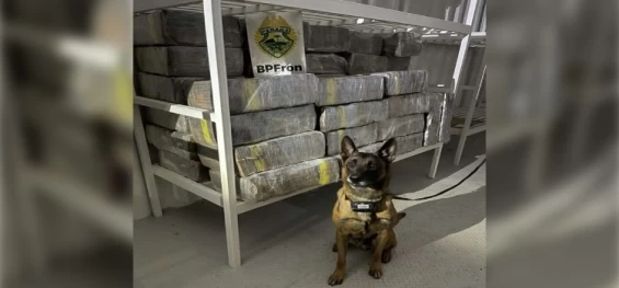 TRÁFICO: BPFRON apreende quase uma tonelada de maconha em distrito de Santa Helena.