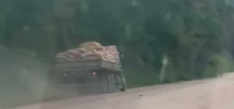 TRÂNSITO: Veja agora imagens impressionantes de um caminhão sem freios na Serra de Bela Vista, Ituporanga SC.