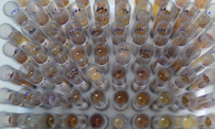 Uso de medicamento oferecido pelo SUS reduz casos de malária no Brasil