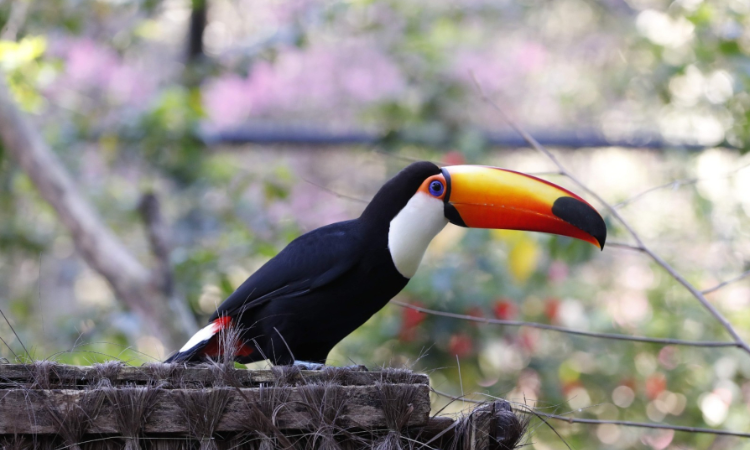 Zoológico de Cascavel amplia dias de visitação para garantir lazer gratuito nas férias escolares
